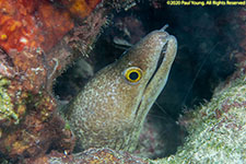 purplemouth moray